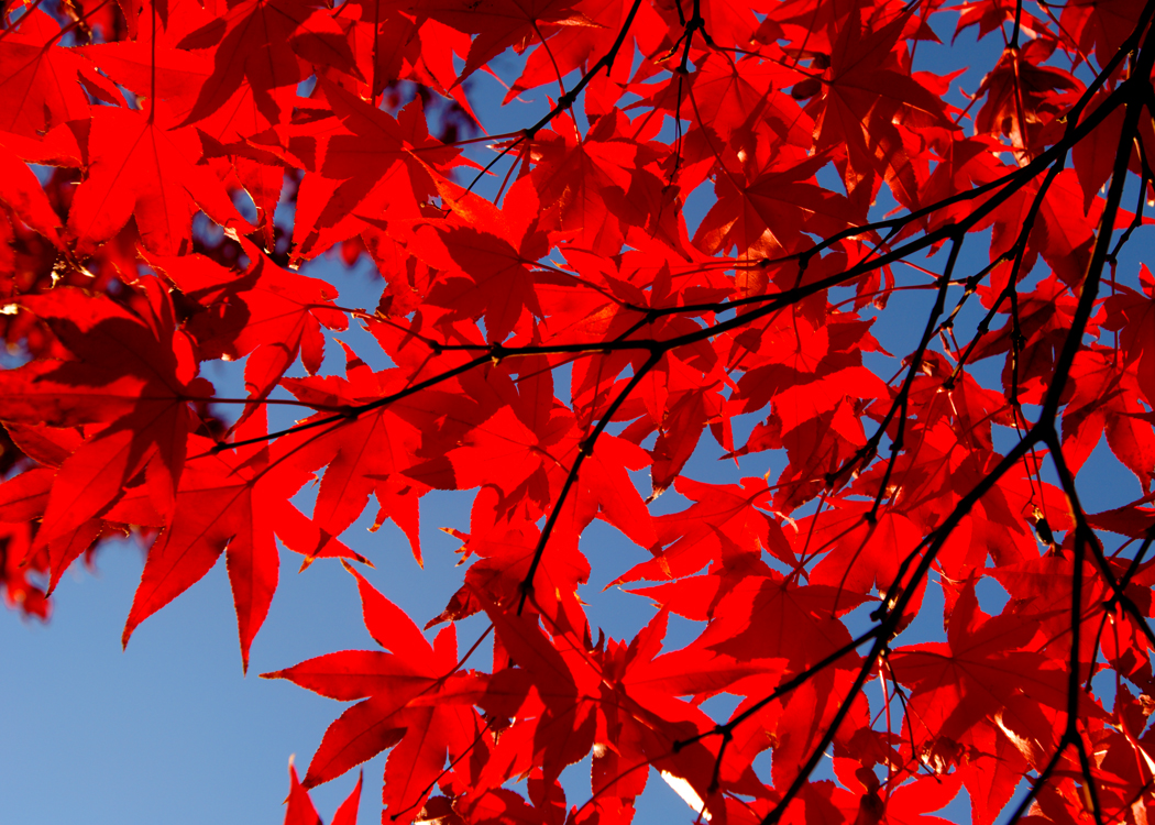 Dana Bowden Autumn