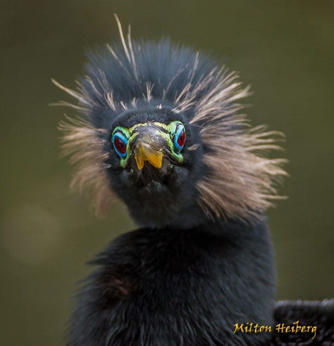 Heiberg-20130302-2263_Male-Anhinga_Breeding