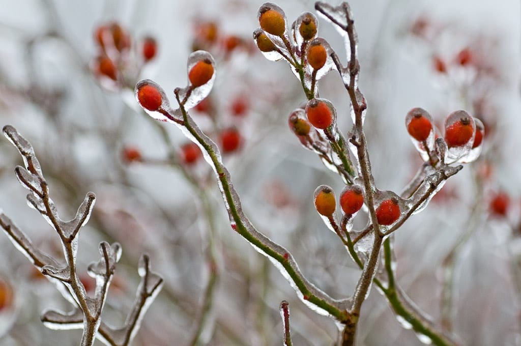 Ice and Winterberry, Sterling Forest, Tuxedo, NY