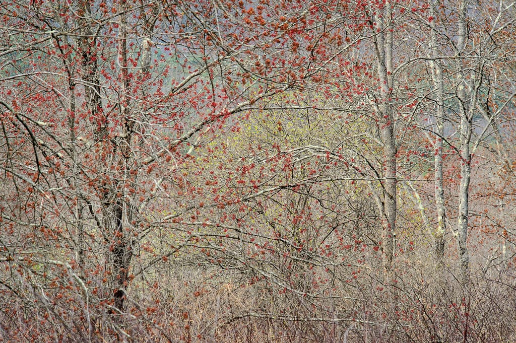 Red Maple, Blossoms, Wurtsboro, NY