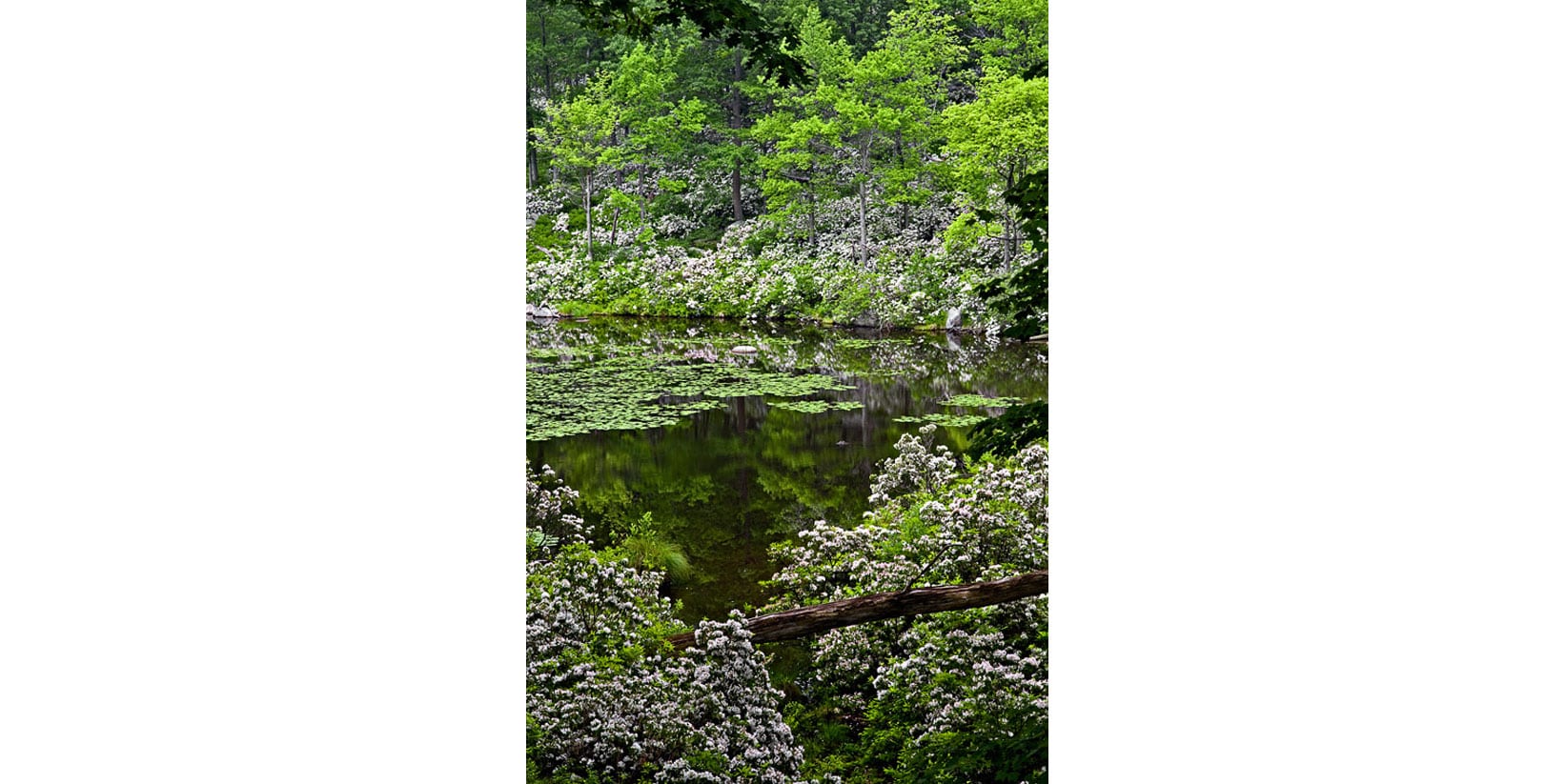 spring_trees
